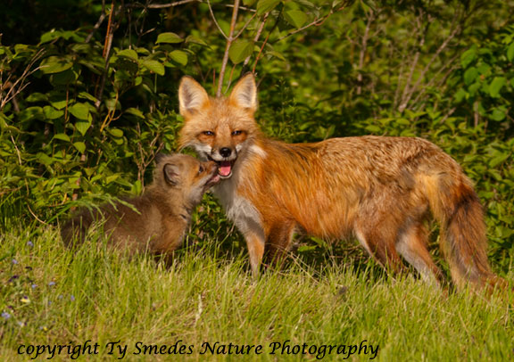 Red Fox Vixen and Kit