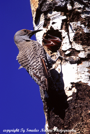 Red-shafted  Northern Flicker