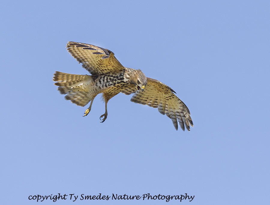 Red-shouldered Hawk Juvenile Hovering above prey