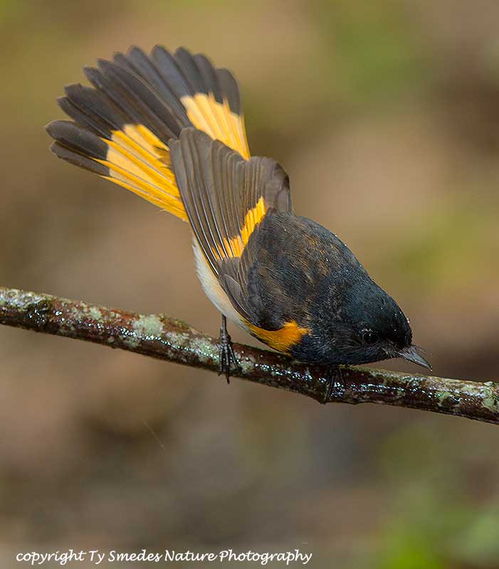 Redstart Warbler Male