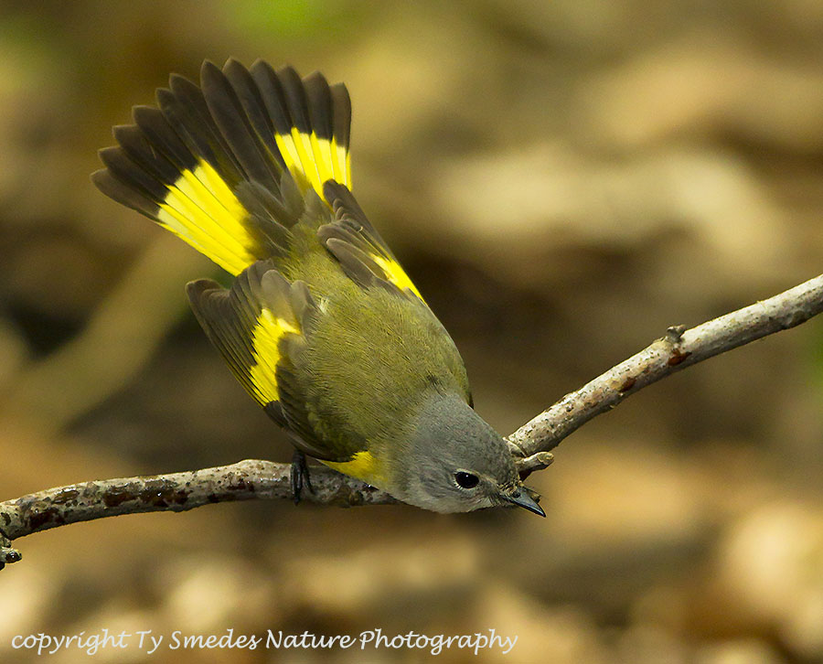 Female Redstart fanning her tail