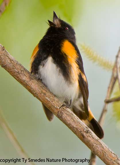 American Redstart - male