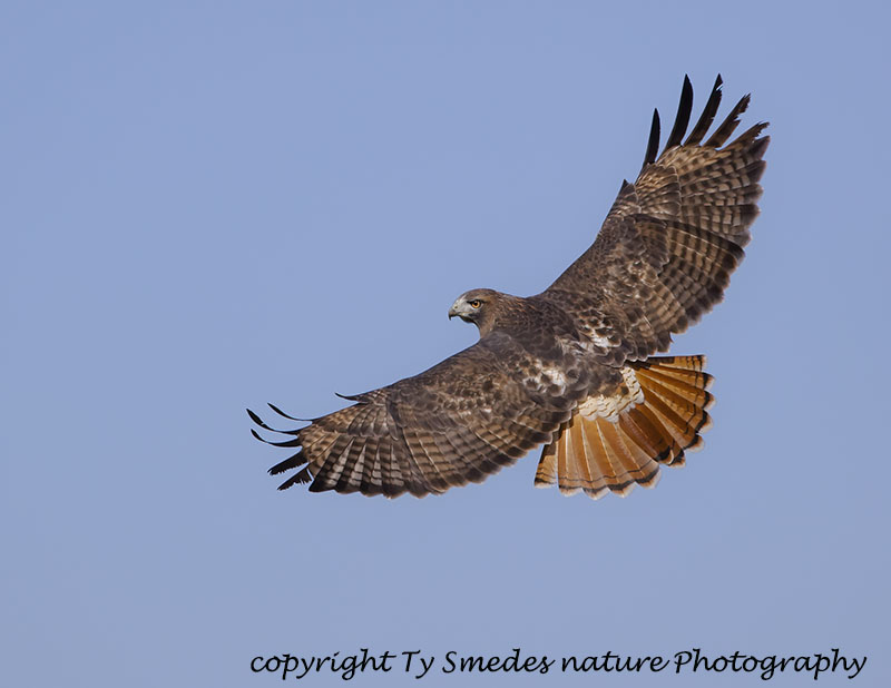 Redtail Hawk (Eastern Adult)