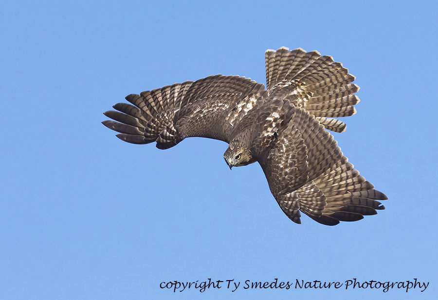 Redtail Juvenile Diving for prey