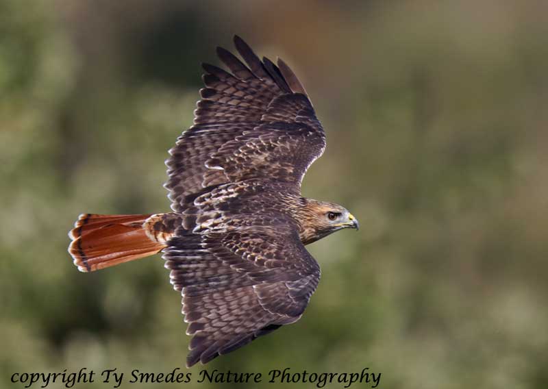 Red-tailed Hawk (adult) Fly-by