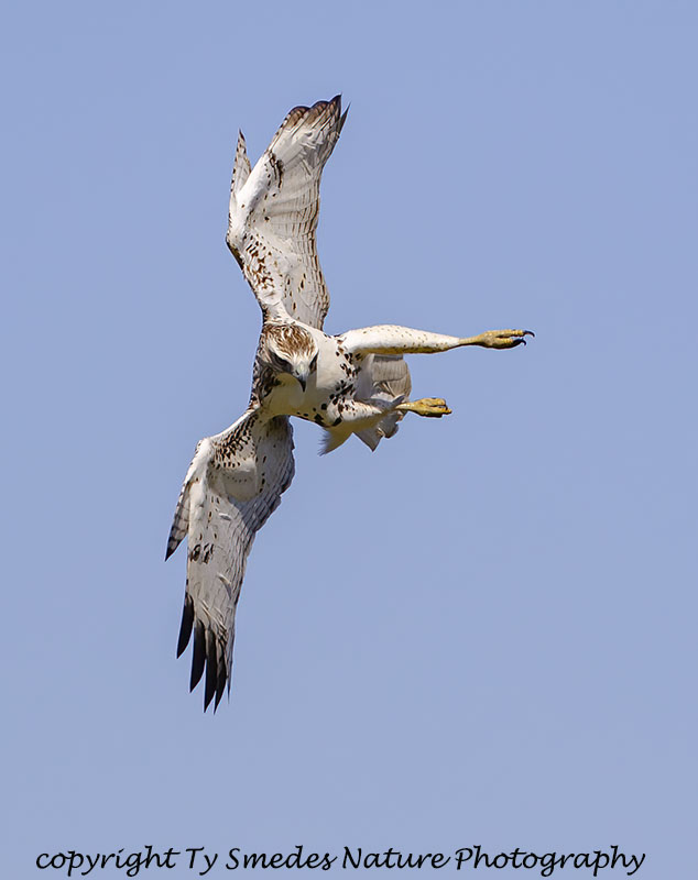 Redtail Hawk - Stooping at Prey