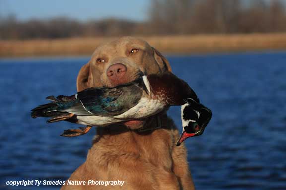 Chesapeake Bay Retriever with Wood Duck Drake