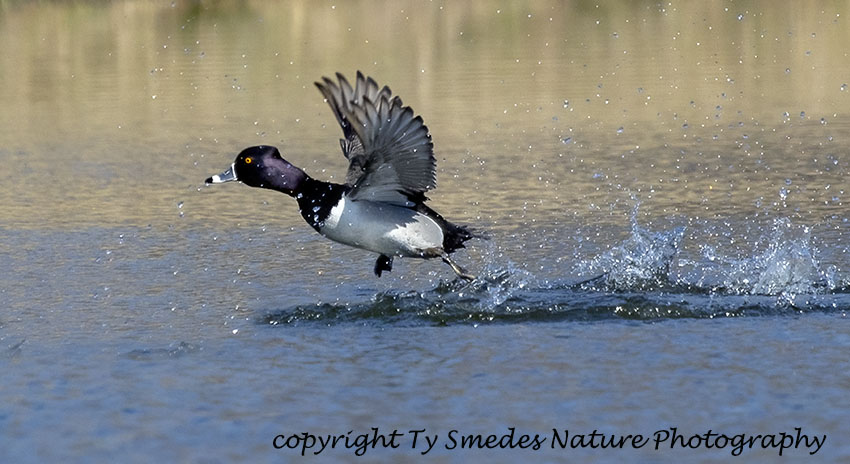 Ringneck Drake Running across the water