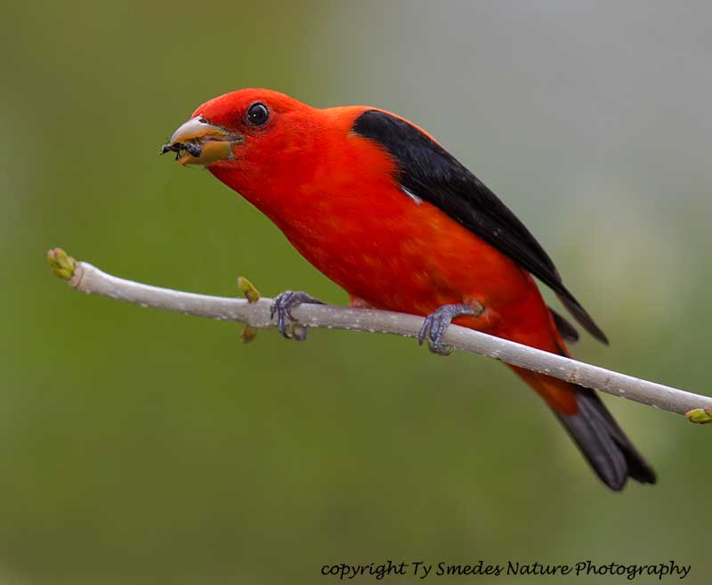 Scarlet Tanager with large black ant
