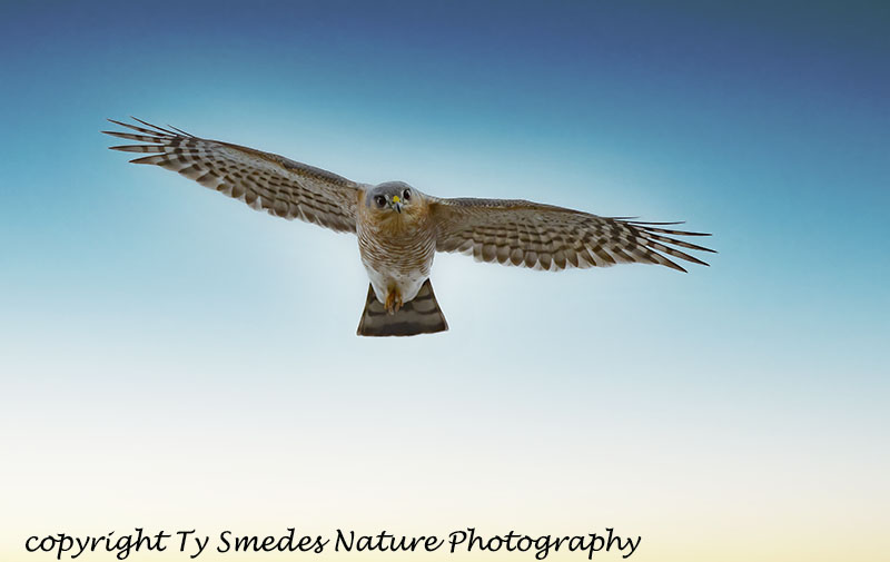 Sharpshin Hawk (Adult)