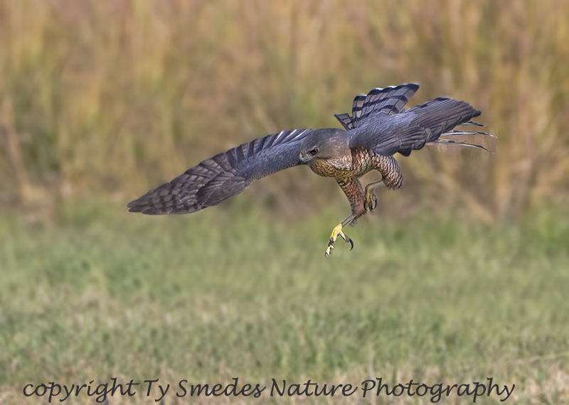 Adult Sharpshin Hovering Over Prey