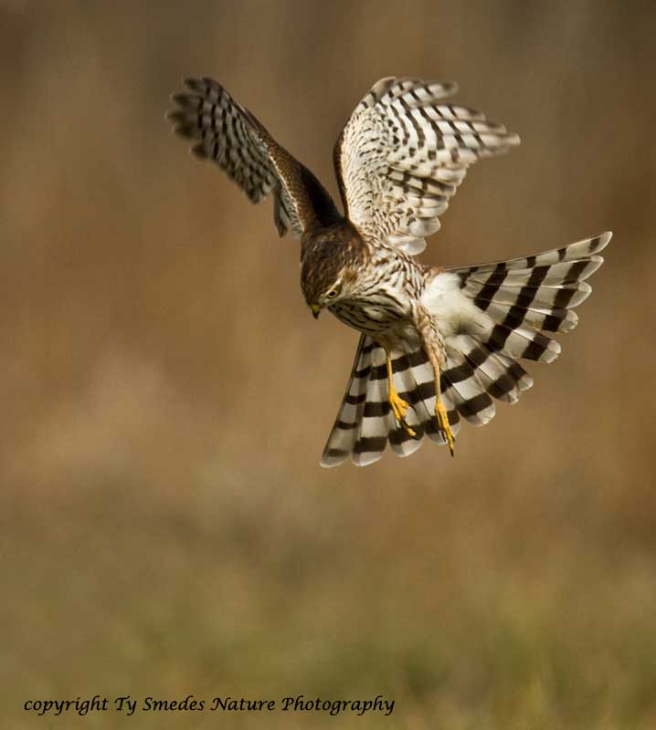 Sharp-shinned Hawk Hovering above Prey