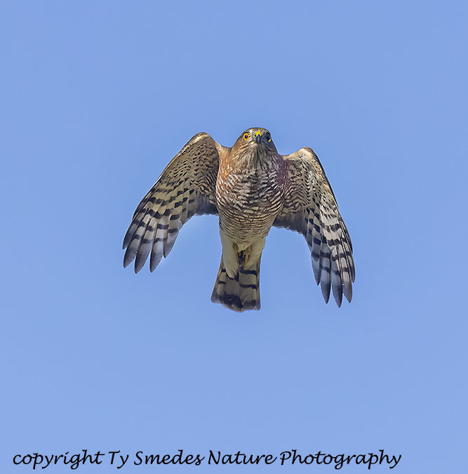 Sharpshin Hawk Adult