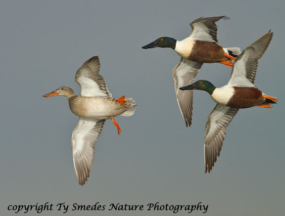 Northern Shovelor Courtship Flight
