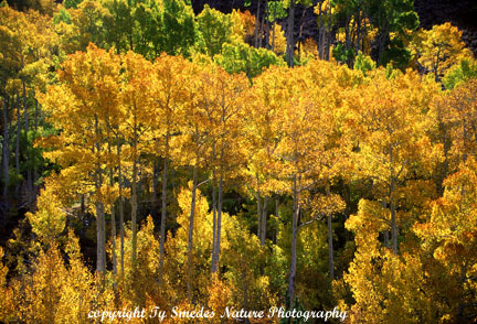 Aspens in Eastern Sierras, California