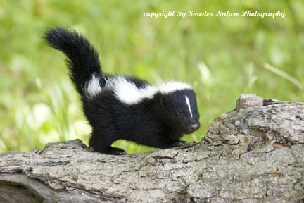 Baby skunk on log