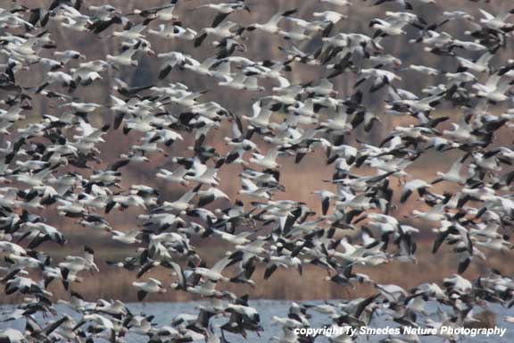 A solid wall of Snow Geese