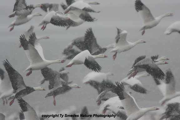 Snow Geese in Snow Storm