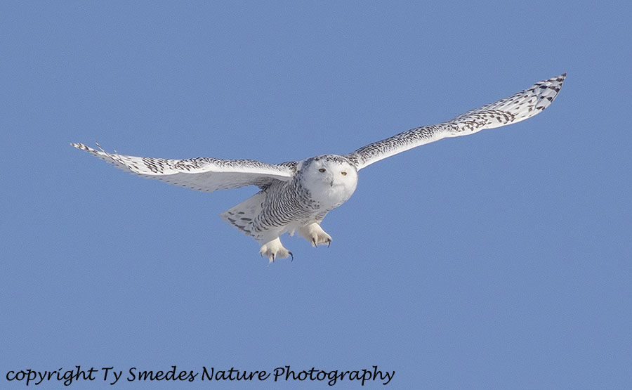 Snowy Owl Hovering Above Prey