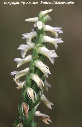 Spiranthes (Magnicamporum) in central Iowa