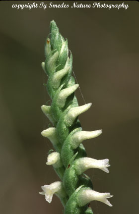 Spiranthes (Ovalis) in central Iowa