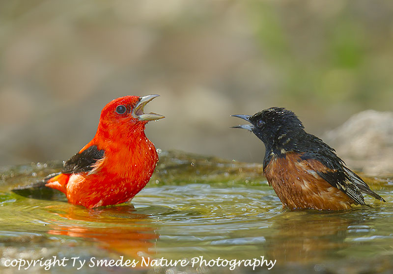 A Scarlet Tanger and an Orchard Oriole face-off