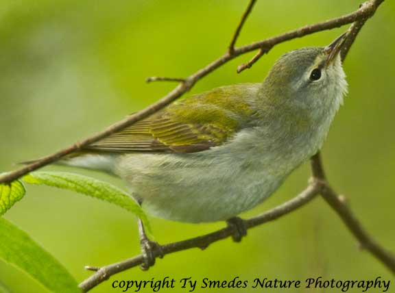 Tennessee Warbler catching Insect