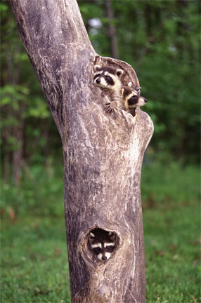 Three Baby Raccoons Peeking from Dead Tree