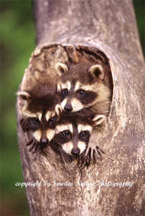 Three Baby Raccoons Peeking from Dead Tree