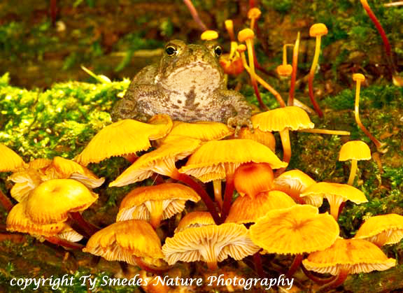 American Toad sitting on Toad Stools