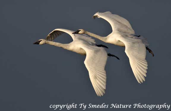 Trumpeter Swan Pair