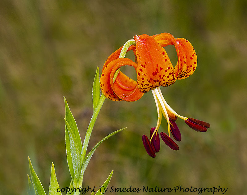 Turk's Cap Lilly