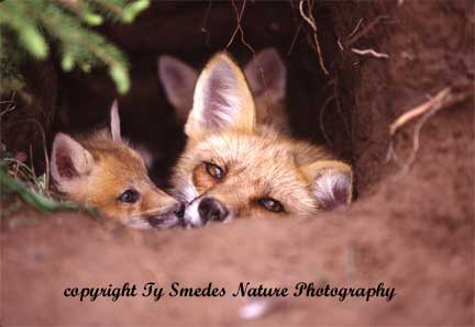 Red Fox Vixen in Den With Kits