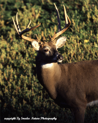 Whitetail Buck