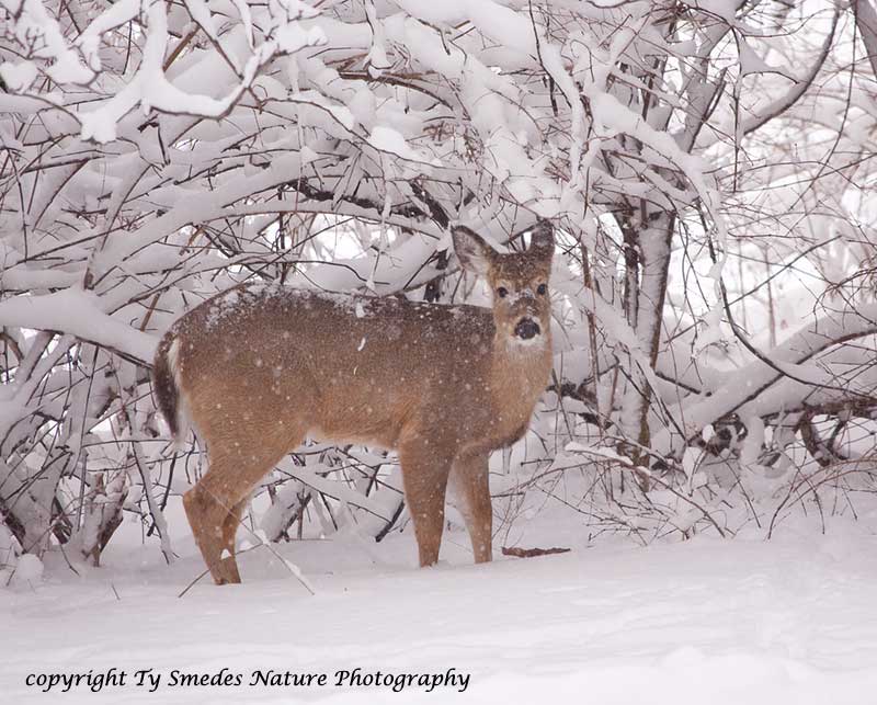 Whitetail Doe in Snow-storm