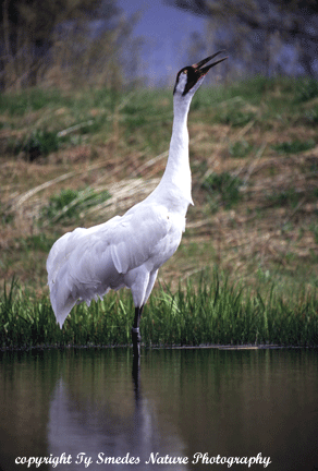 Whooping Crane