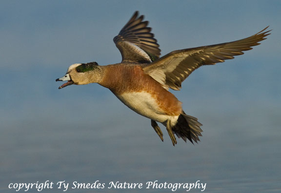 Widgeon Drake Landing