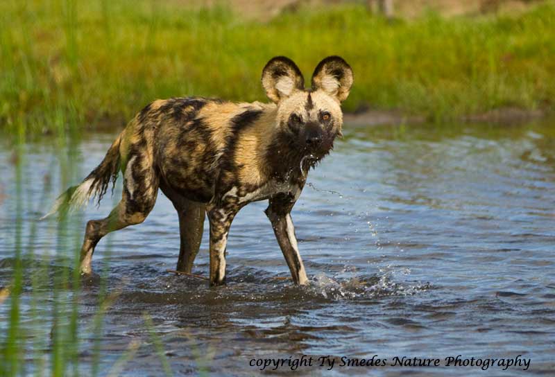 Wild Dog in Water, Cooling Off - Botswana