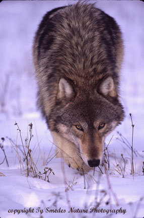 Wolf stalking prey