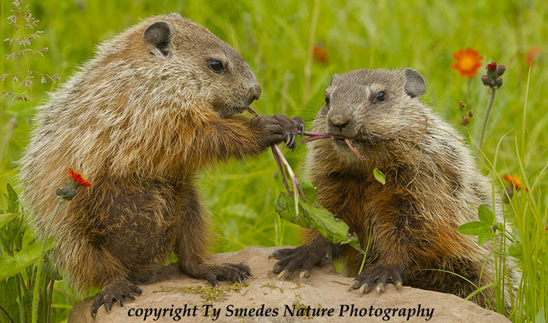 Young Wood Chucks sharing