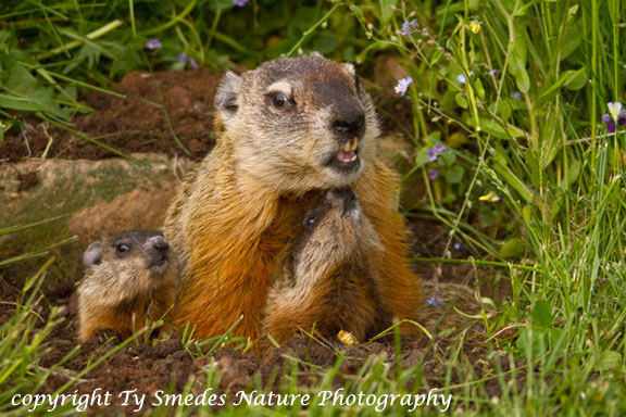 Woodchuck family