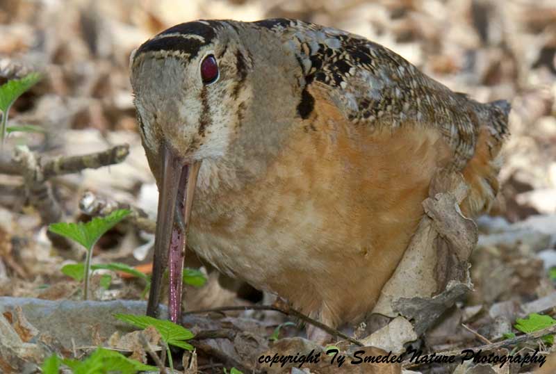American Woodcock sucking down a worm