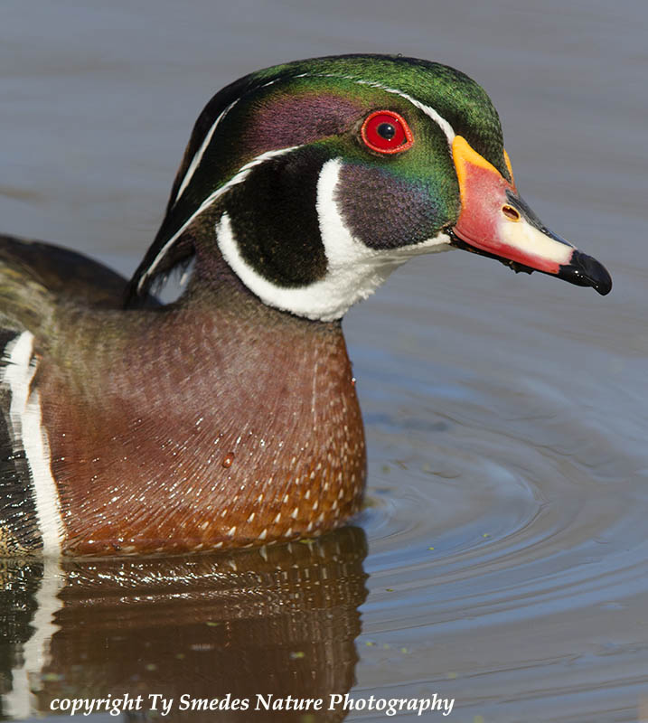 Wood Duck Drake Reflection