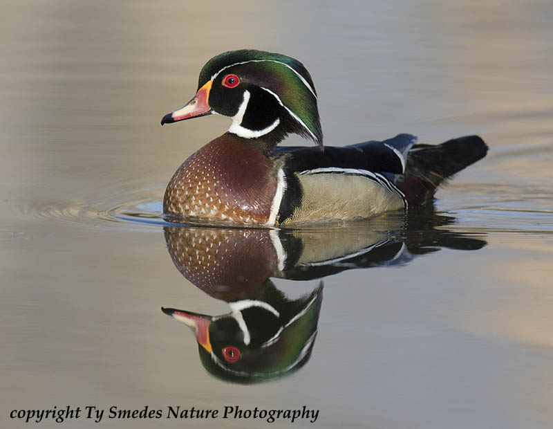 Wood Duck Drake Reflection