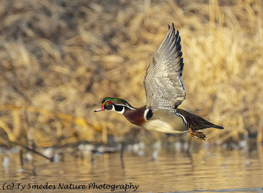 Wood Duck Drake In Flight