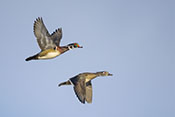 Wood Duck Pair Flyby