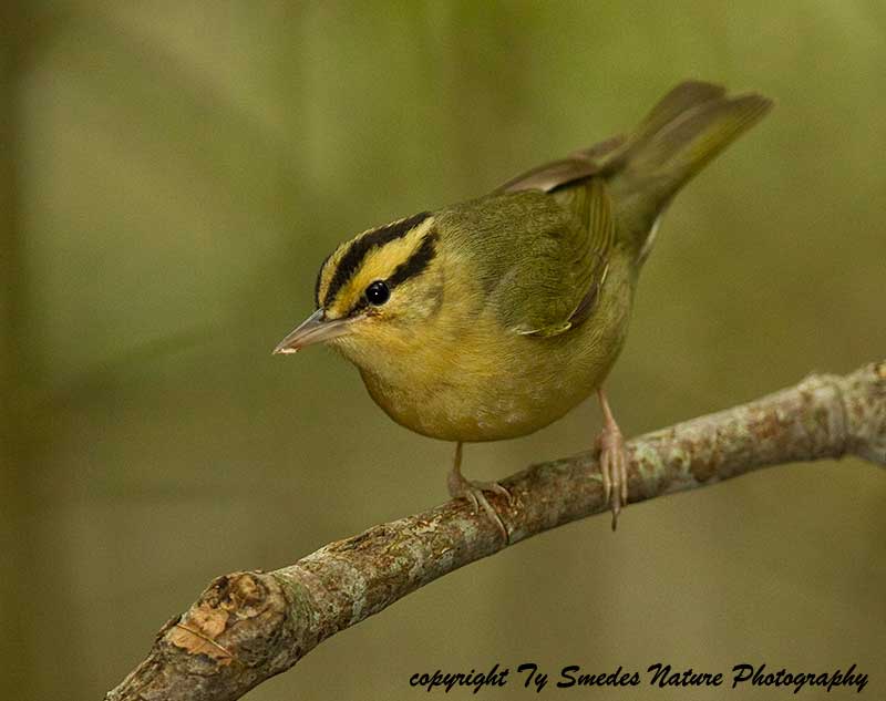 Worm-eating Warbler with prey