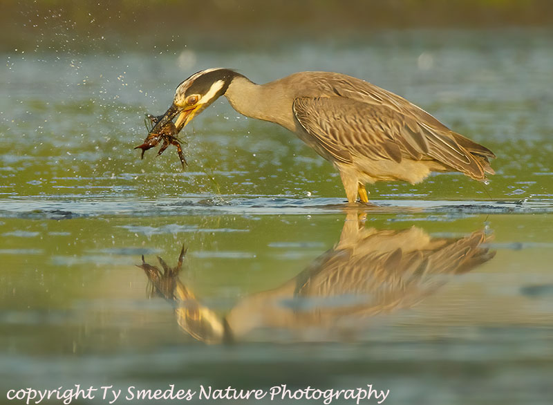 Yellow-crowned Night Heron with Crayfish