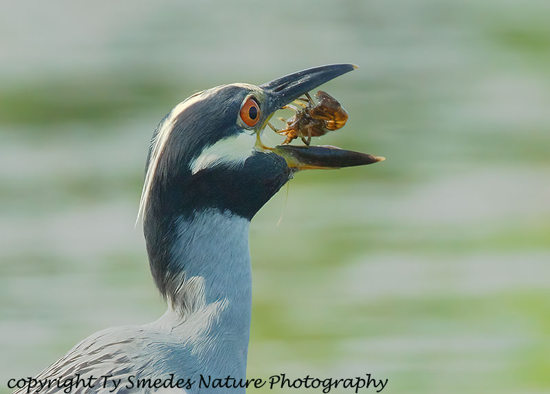 Yellow-crowned Night Heron - Eating Crayfish