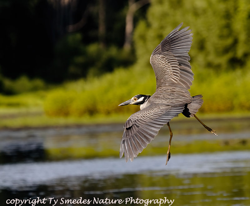 Yellow-crowned Night Heron Coming in for a Landing